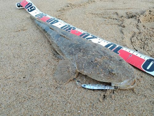 マゴチの釣果