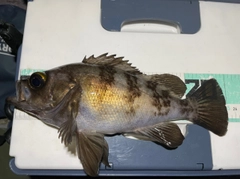 メバルの釣果