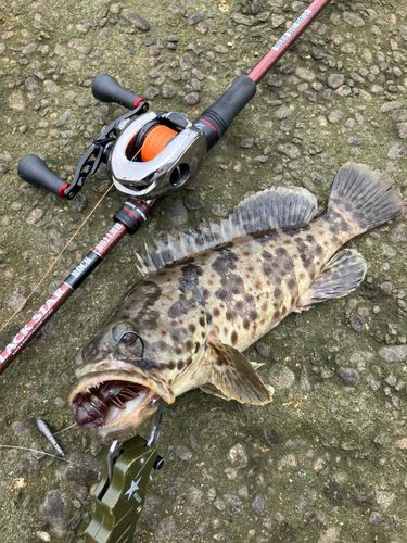チャイロマルハタの釣果
