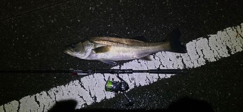 あめ 八代海で釣れたシーバスの釣り・釣果情報 - アングラーズ | 釣果600万