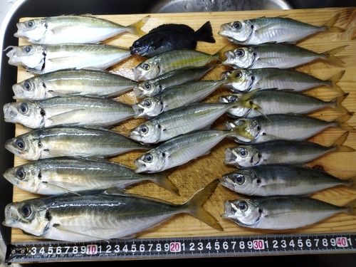 アジの釣果