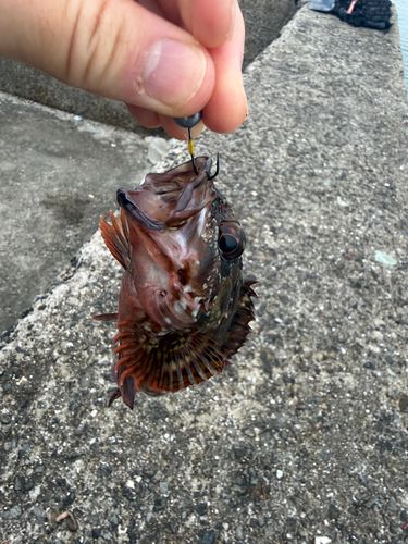 カサゴの釣果