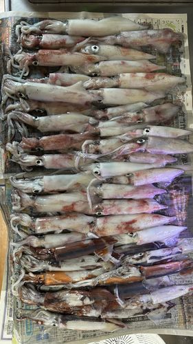 ケンサキイカの釣果