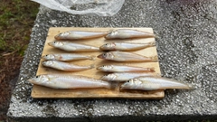 キスの釣果