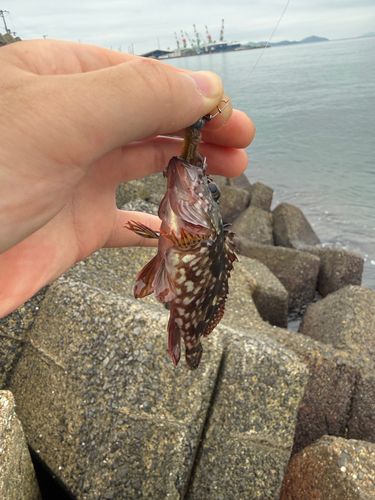 カサゴの釣果