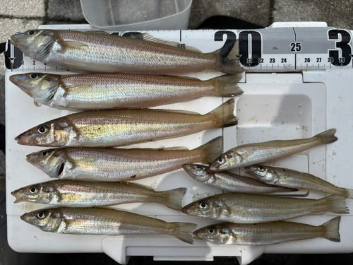 キスの釣果
