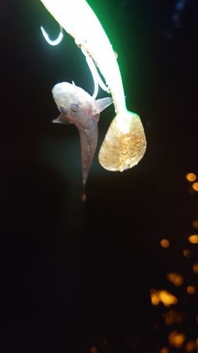 マハゼの釣果