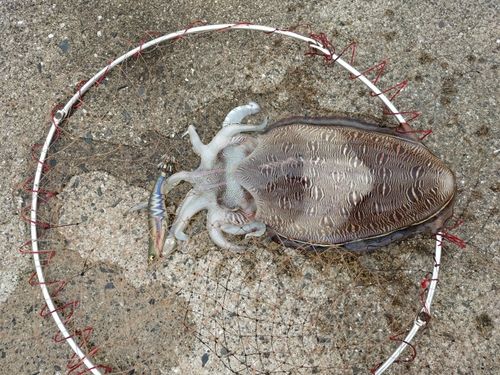 モンゴウイカの釣果