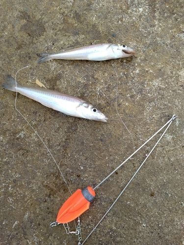 キスの釣果