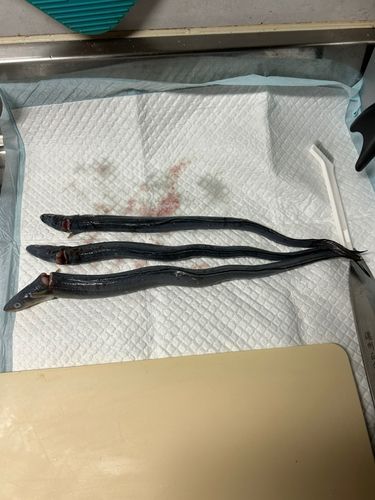 アナゴの釣果