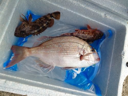 コダイの釣果