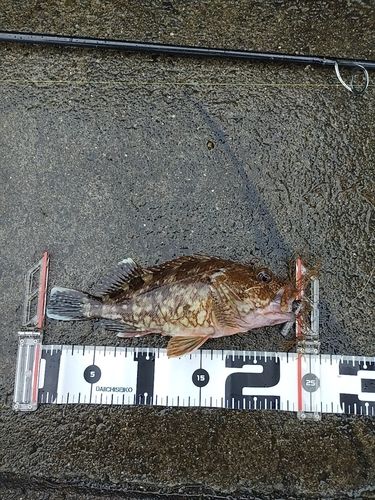 カサゴの釣果