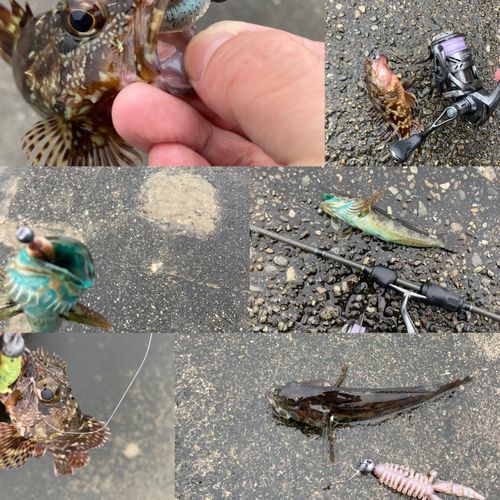 アナハゼの釣果