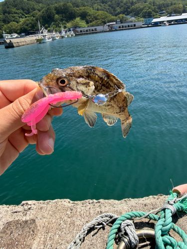ソイの釣果