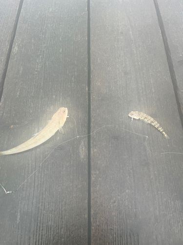 エソの釣果