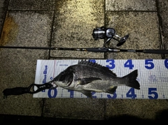 チヌの釣果
