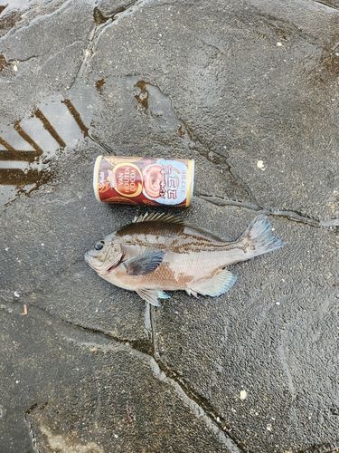 メジナの釣果