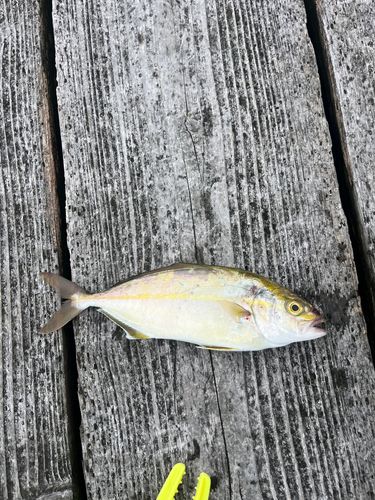 ネリゴの釣果
