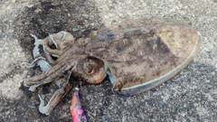 モンゴウイカの釣果