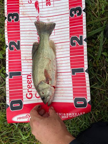 ラージマウスバスの釣果