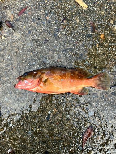 アカハタの釣果