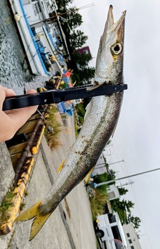 カマスの釣果