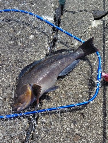 アイナメの釣果