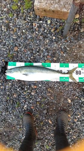 ブリの釣果
