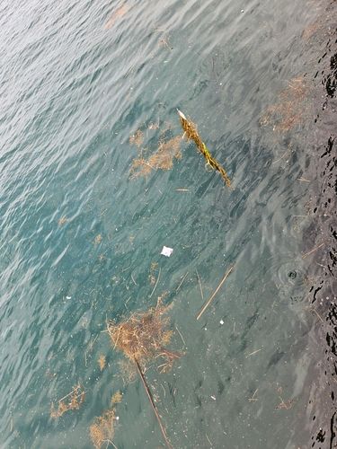 エソの釣果