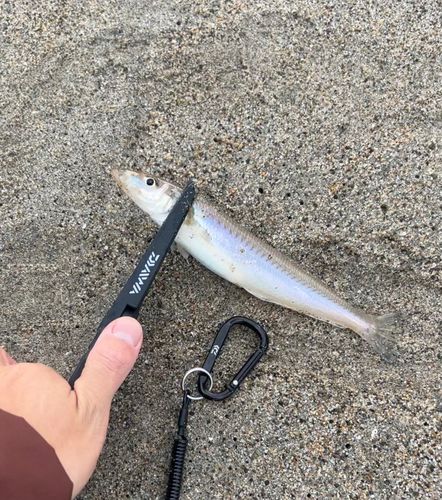 キスの釣果