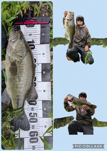 ブラックバスの釣果