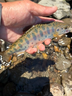 ヤマメの釣果