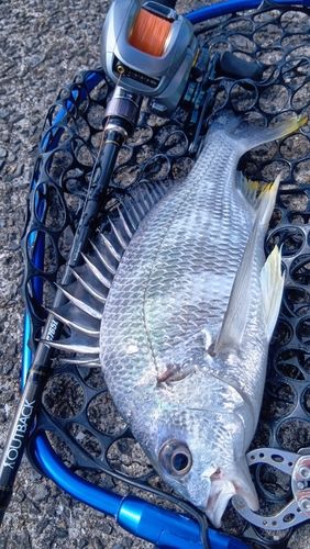 キビレの釣果