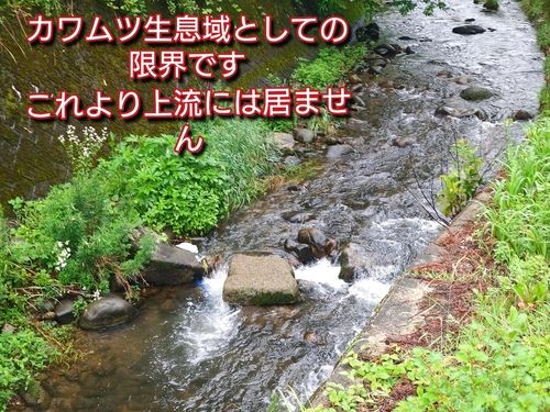 カワムツの釣果