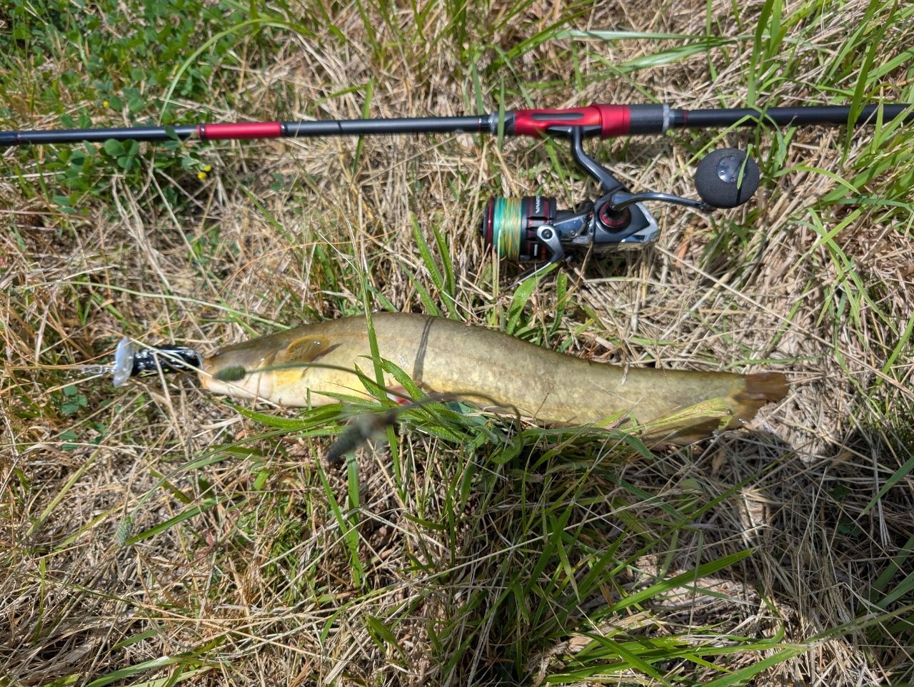 SHIMANO 20ヴァンフォード C5000XGの最安値・インプレ・釣果 | 本音の