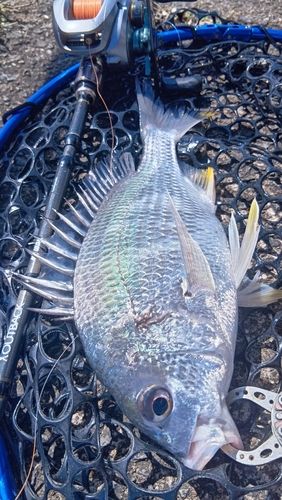 キビレの釣果