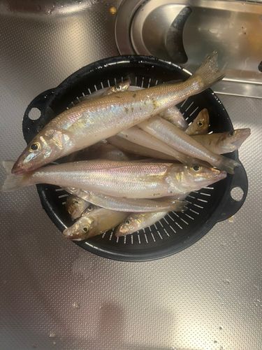 キスの釣果