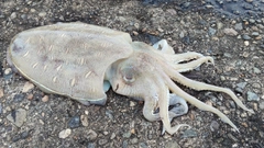 モンゴウイカの釣果