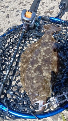 ヒラメの釣果