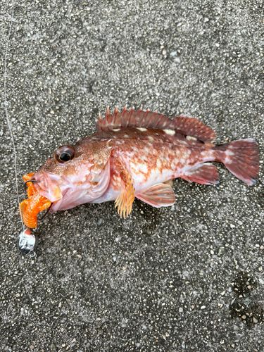 カサゴの釣果