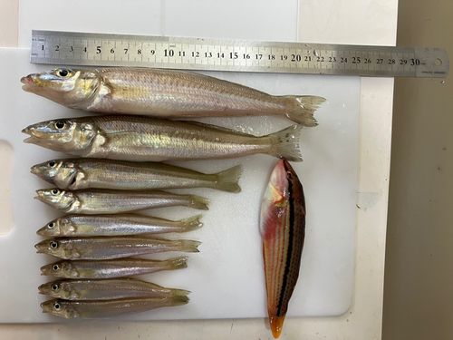キスの釣果