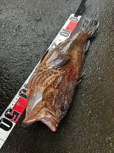 オオモンハタの釣果