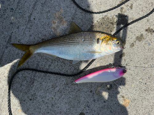 コノシロの釣果