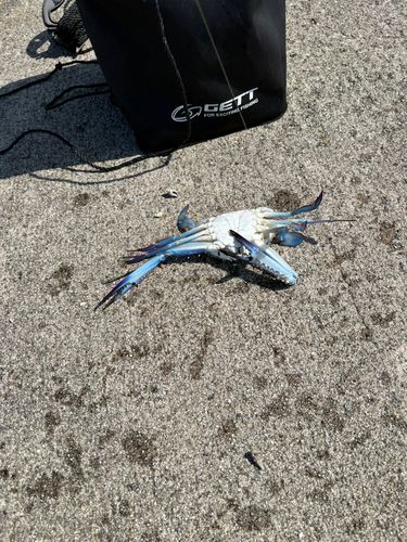 フクラギの釣果