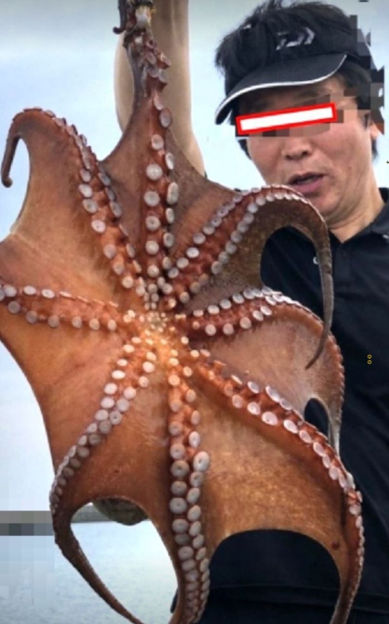 タコの釣果写真