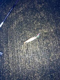 クロムツの釣果