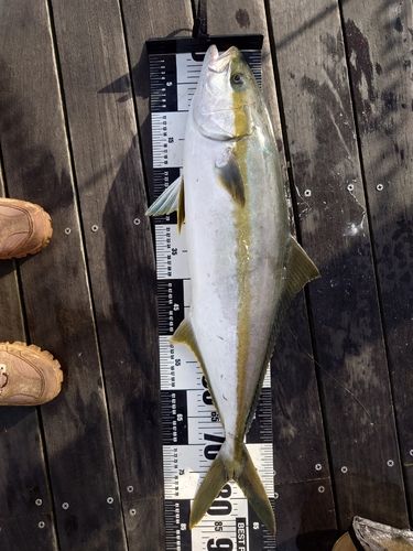 ヒラマサの釣果