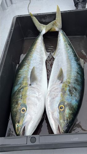 ブリの釣果
