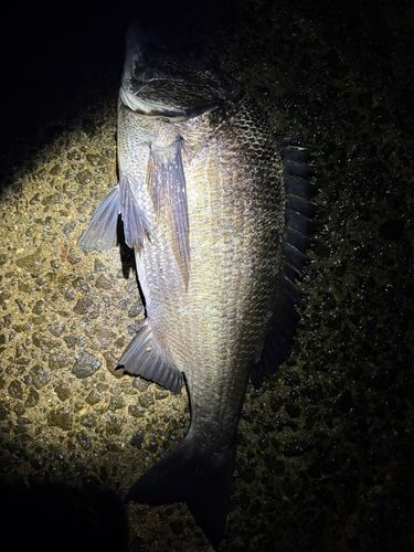 クロダイの釣果
