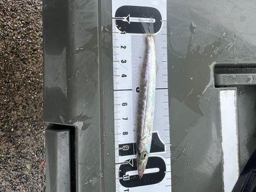 カマスの釣果